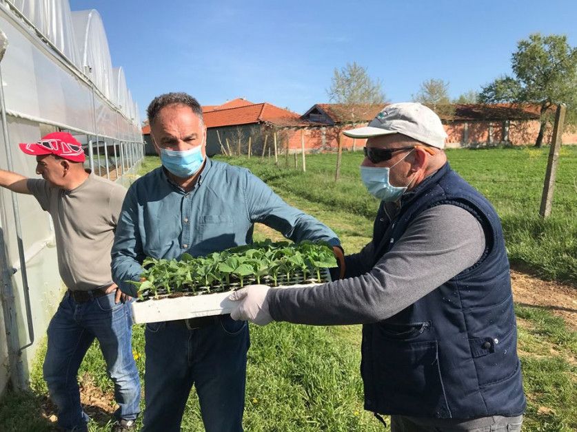 Vegetable Seedling Distribution Begins in Kosovo - News - Site